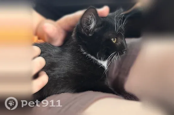 Пропала кошка, Село Атемар, Карнишина, д. 25, Атемар — мальчик Майк, 6 месяцев - photo