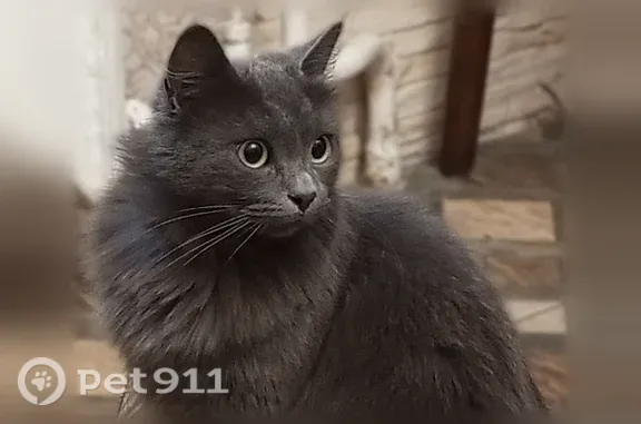 Кошка ищет дом, Район Центральный (г Тула), Ленина, д. 131, Тула — ласковая, приучена к лотку - photo