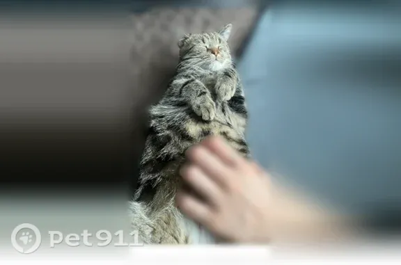 Пропала кошка, Район Ленинградский, Профессора Севастьянова, д. 20, Калининград — очень толстый трёхцветный кот - photo
