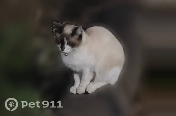 Найдена кошка, Челябинск, фото: Найдена кошка, Агалакова, д. 22, Челябинск — с колокольчиком на ошейнике