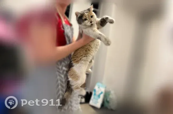 Найдена кошка, Москва, фото: Найдена кошка, район Дорогомилово, Кутузовский, д. 7/4 1, Москва — домашняя, трёхцветная