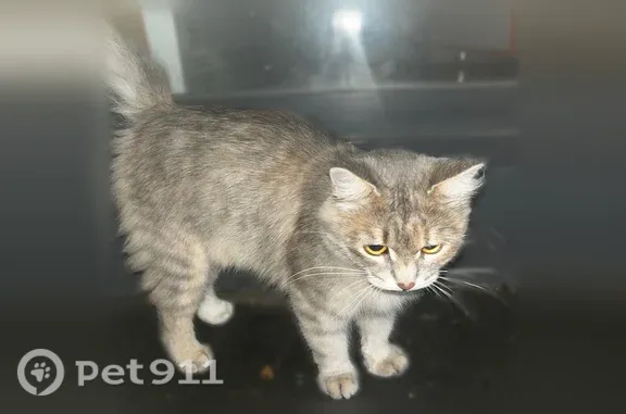 Найдена кошка, Оренбург, фото: Найдена кошка, Новая, д. 12, Оренбург — ласковая, мяукала и ластилась к ногам
