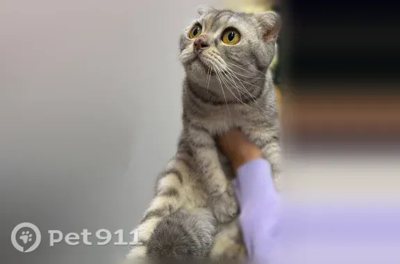 Кошка ищет дом, Депутатская, Волгоград — молодая ласковая вислоушка - photo