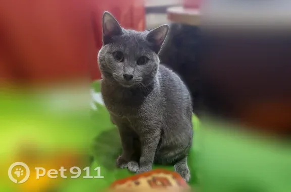Кошки потеряшки, Иркутск, фото: Потеряшка кошка, Район Куйбышевский (г Иркутск), Слюдянская, д. 5, Иркутск — серый окрас
