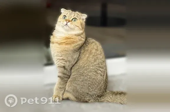 Кошки потеряшки, Коммунарка, фото: Потеряшка кошка, Район Коммунарка (г Москва), Куприна, д. 1 1, Москва — золотисто-бежевая, с зелёными глазами