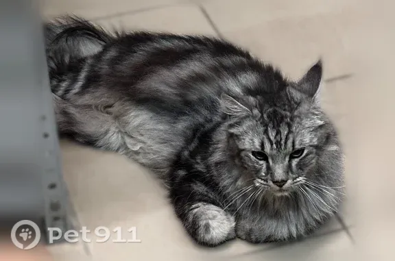 Очень красивый и ласковый котик или кошечка , похож на породистую или смесь .