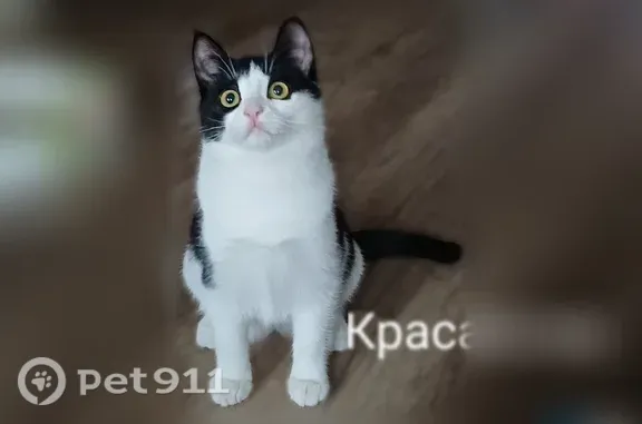 Пропала кошка, 1-й Кирпичный, д. 22, Москва — передняя лапа выбрита - photo