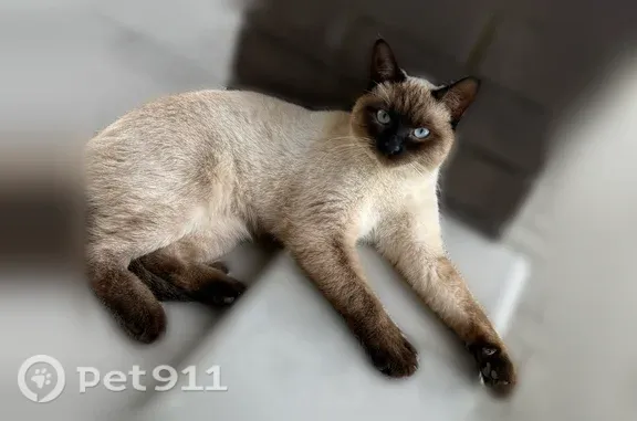 Пропала кошка, Старый Оскол — хвост чёрно-серого цвета - photo