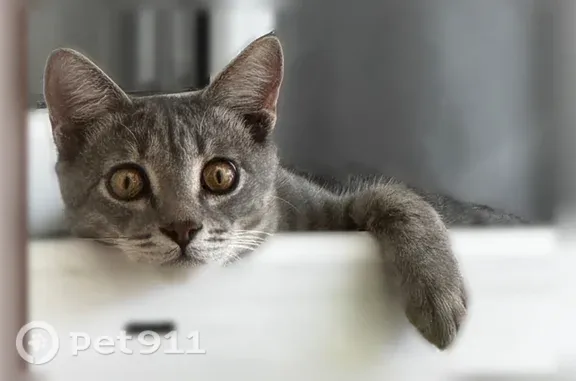 Пропала кошка, ул. Олега Кошевого, д. 42, Владикавказ — кот с огромными жёлтыми глазами - photo
