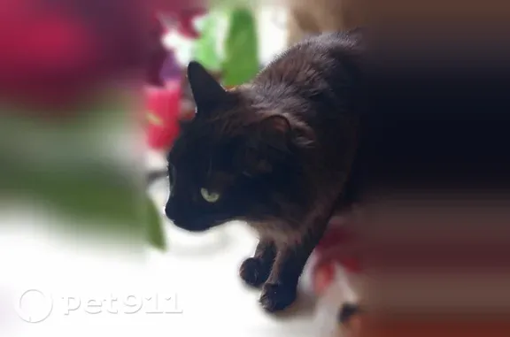 Кошки потеряшки, Омск, фото: Потеряшка кошка, Багратиона, д. 29В, Омск — чёрный пушистый кот, 4 года