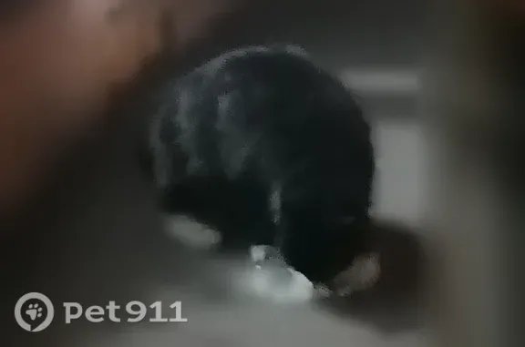 Найдена кошка, Тверь, фото: Найдена кошка, Октябрьский, д. 99 1, Тверь — чёрная, с белой грудкой