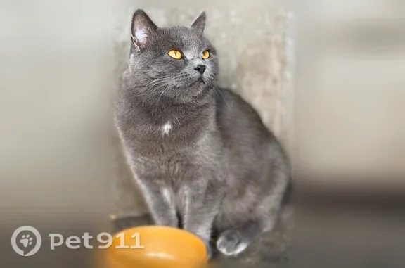 Найдена кошка, Краснодар — британская, ручная и ласковая - photo