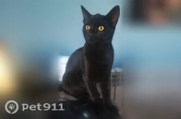 Кошки потеряшки, Дмитриевская Слобода, фото: Потеряшка кошка, Село Дмитриевская Слобода, Октябрьская, д. 22, Дмитриевская Слобода — почти чёрная, небольшого размера