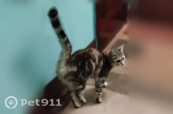 Найдена кошка, Балашиха, фото: Найдена кошка, Почтовая, д. 7, Балашиха — замечена 17 сентября в 22:00