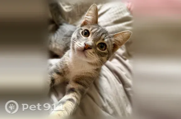 Пропала кошка, Каляева, д. 18, Павловский Посад — серый котёнок, около 7 месяцев - photo