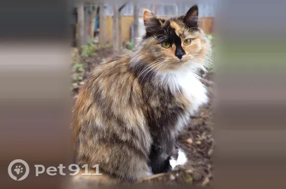 Кошки потеряшки, Можга, фото: Потеряшка кошка, Металлистов, Можга — трёхшерстная, пушистая, в коричневом ошейнике