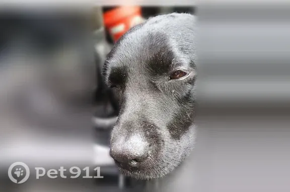 Пропала собака, Юрша, д. 64, Пермь — чёрного окраса, с отметиной под левым глазом - photo