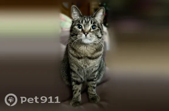Пропала кошка, Старый Оскол, 3-й Северский, д. 15, Старый Оскол — коричневый окрас, зелёные глаза - photo