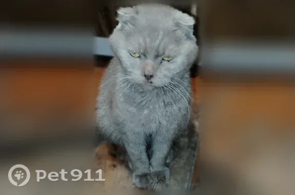 Найдена кошка, Кондрово, фото: Найдена кошка, Кондрово, Интернациональная, д. 30 — ласковая шотландская вислоухая