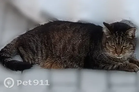 Пропала кошка, Полевской, Гагарина, д. 2 — маленькие надрезы на ушах - photo