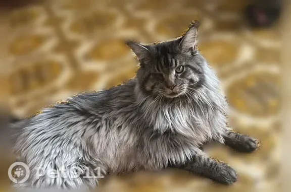 Кошки потеряшки, Якутск, фото: Потеряшка кошка, Якутск — серый кот с белыми полосками, пугливый