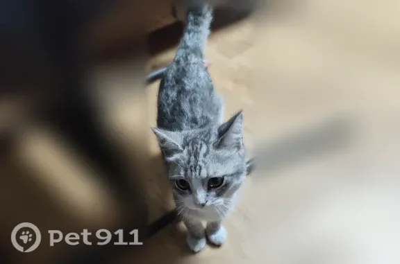 Кошки потеряшки, Сотниково, фото: Потеряшка кошка, Село Сотниково, Сотниково