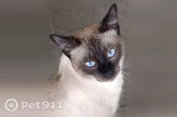 Найдена кошка, Майкоп, фото: Найдена кошка, Майкоп, Короленко, Майкоп — сиамская