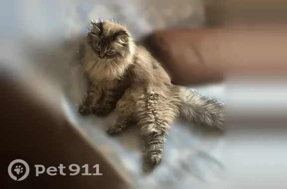 Пропала кошка, Деревня Ключи, Подгорная, д. 8, Ключики — тёмные ушки, хвост и лапки - photo