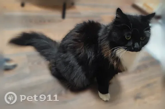 Найдена кошка, Тверь, фото: Найдена кошка, Тверь — чёрная с белой грудкой и жёлтыми глазами