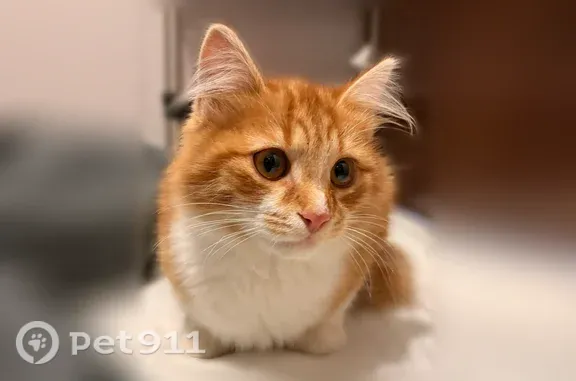 Найдена кошка, Калуга, фото: Найдена кошка, Гурьянова, д. 47, Калуга — рыжий котик, приучен к лотку