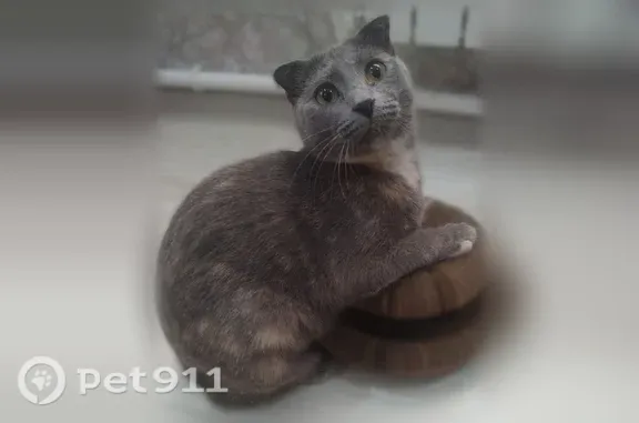 Кошки потеряшки, Сотниково, фото: Потеряшка кошка, Село Сотниково, Красноярская, д. 13, Сотниково — серая, вислоухая