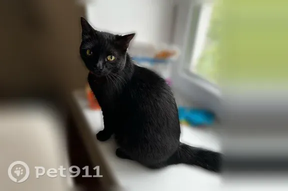 Пропала кошка, Октябрьской революции, д. 316, Коломна — чёрный кот Миша, оранжевый ошейник - photo