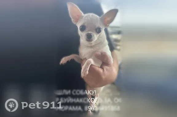 Найдена собака, Ставрополь, фото: Найдена собака, Буйнакского, д. 1а, Ставрополь