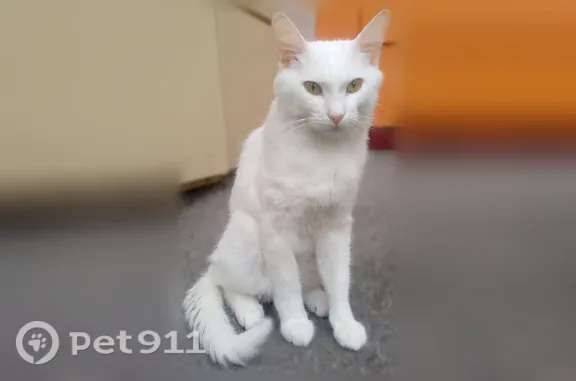 Пропала кошка, Строитель, 5 Августа, д. 17, Строитель — белая и дружелюбная - photo