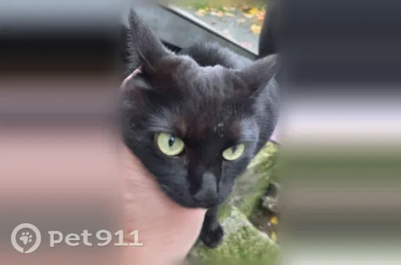 Найдена кошка, Вологда, фото: Найдена кошка, Вологда, Ленинградская, д. 74, Вологда — ласковая, не боится людей