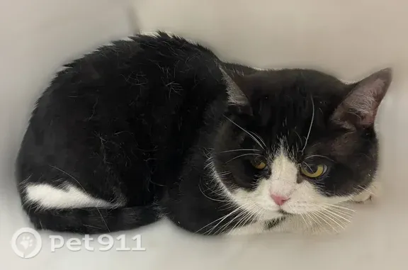 Найдена кошка, Волгоград, фото: Найдена кошка, Ленская, д. 53, Волгоград — чёрно-белый окрас, пугливая