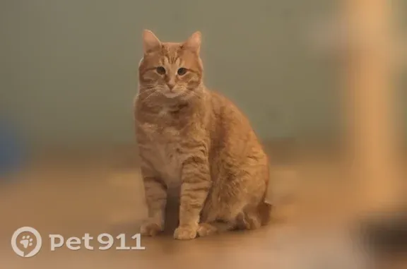 Пропала кошка, 2-я Елабужская, Казань — рыжий, пухлый кот - photo