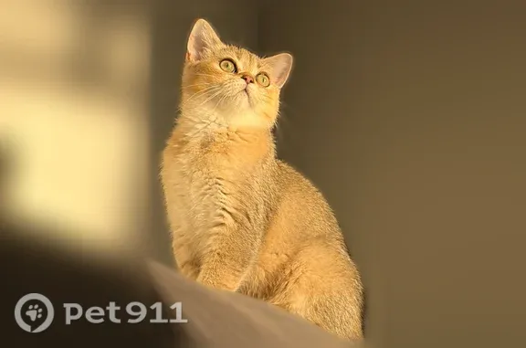 Пропала кошка, 7-й Кореновский, Краснодар — 5 месяцев, чёрные кисточки на ушках - photo
