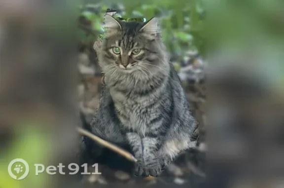 Найдена кошка, Томск, фото: Найдена кошка, Ференца Мюнниха, Томск — кот, ухоженный