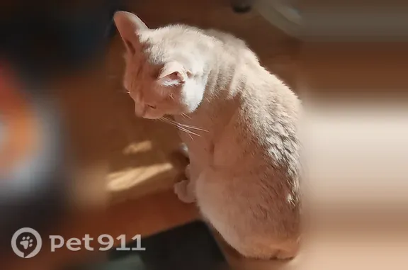 Пропала кошка, Магистральная, д. 45а, Кострома — персиковый окрас, 7 лет - photo