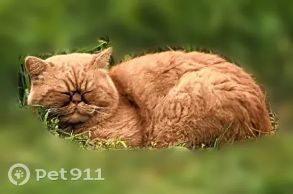 Найдена кошка, Чита, фото: Найдена кошка, Чита, Богомягкова, д. 72, Чита — рыжая, с приплюснутой мордочкой