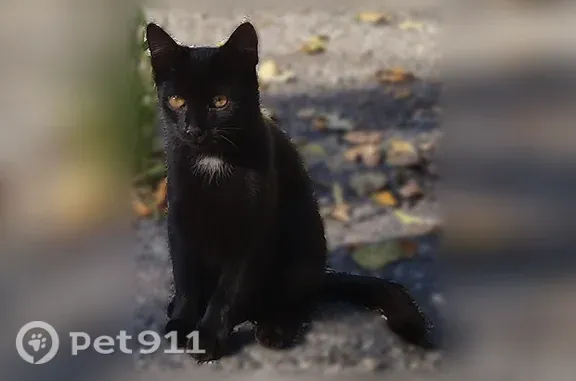 Пропала кошка, Анатолия Дериглазова, д. 51, Курск — котёнок 4 месяцев - photo