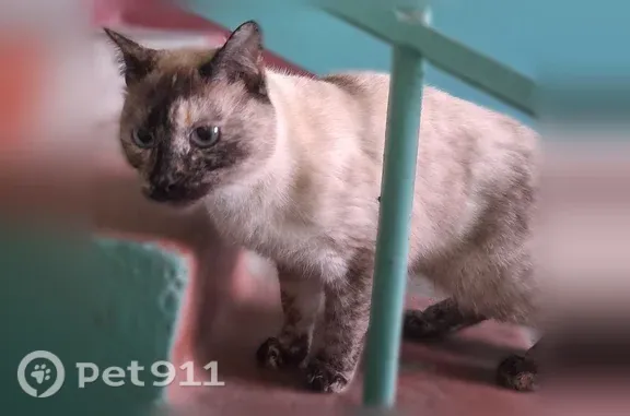 Найдена кошка, Нижний Новгород, фото: Найдена кошка, Ленина, д. 22Б, Нижний Новгород — окрас похож на сиамский