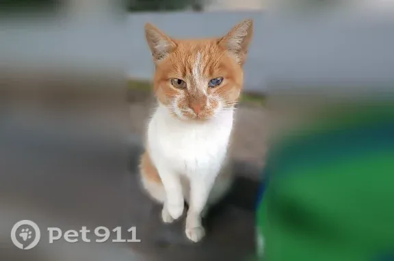 Кошки потеряшки, Уфа, фото: Потеряшка кошка, Район Демский (г Уфа), Кинельская, д. 34, Уфа — рыже-белая, бельмо на правом глазу