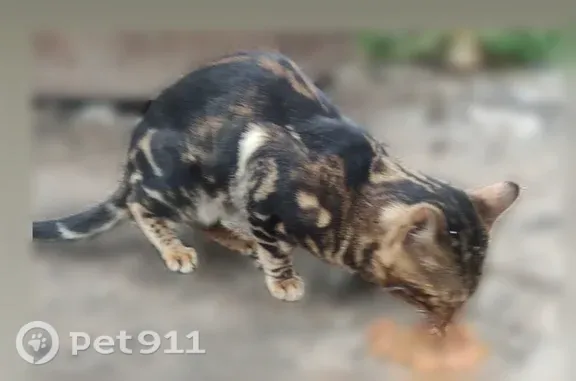 Кошки потеряшки, Уфа, фото: Потеряшка кошка, Район Орджоникидзевский (г Уфа), Кольцевая, д. 51, Уфа — разодрала сетку и сбежала