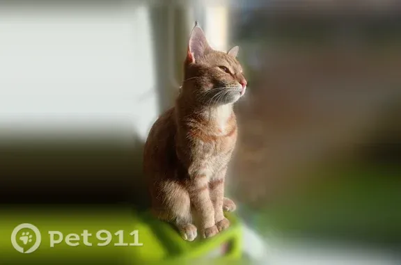 Найдена кошка, Петрозаводск, Антонова, д. 13 — ласковый сиамский котик - photo