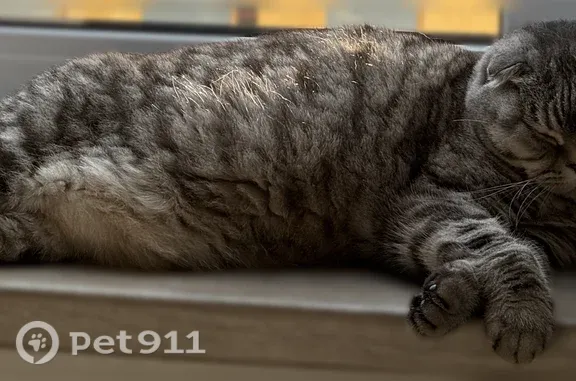 Найдена кошка, Ропша, фото: Найдена кошка, Поселок Ропша, Ропша — вислоухая, около 5 лет