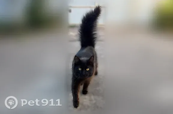 Найдена кошка, Ясенки, фото: Найдена кошка, Поселок Ясенки, 30 лет Победы, д. 60, Ясенки — домашняя и ухоженная