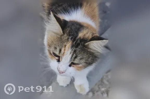 Найдена кошка, Севастополь, фото: Найдена кошка, Севастополь, Кедрина, Севастополь — трехцветная и ласковая