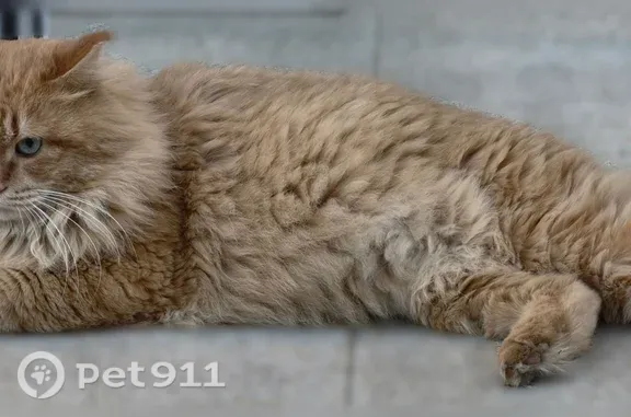 Найдена кошка, Уфа, фото: Найдена кошка, Ленина, д. 87, Уфа — очень короткий хвост